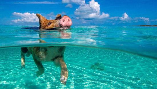 巴哈马群岛猪岛