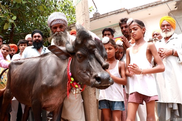 印度村庄降生三眼牛：村民膜拜视为神迹