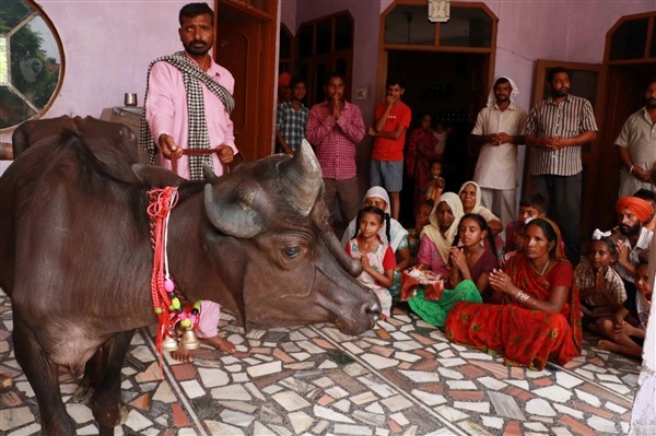 印度村庄降生三眼牛：村民膜拜视为神迹