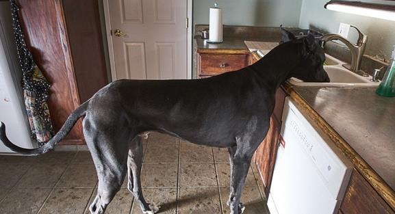 2.1米世界最高狗