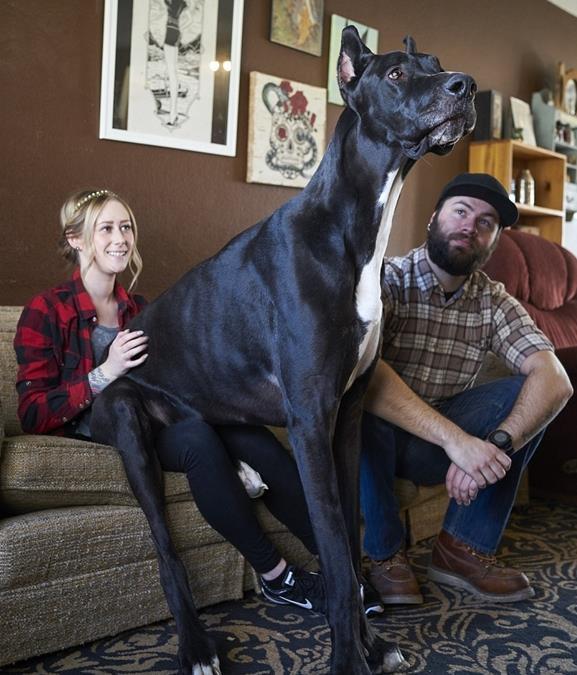 2.1米世界最高狗