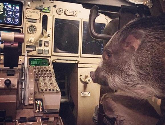 美女带猪坐飞机