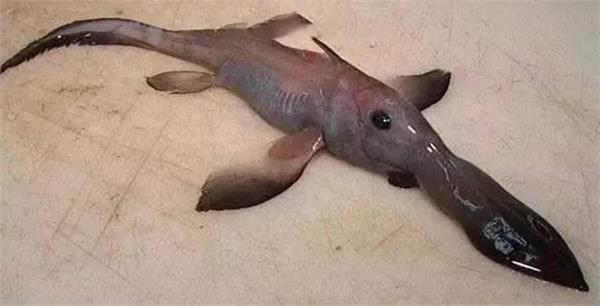深海龙鱼