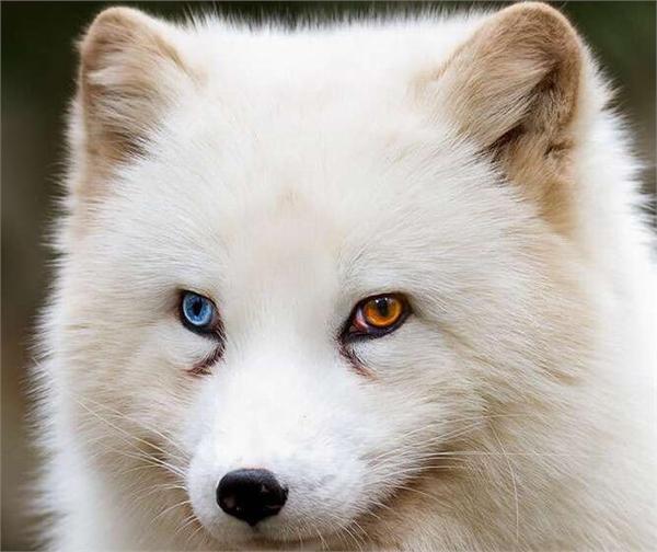 揭秘：动物的眼睛可以多种颜色
