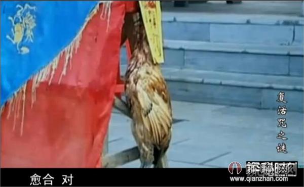 湘西巫师施法让死鸡复活