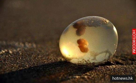 阿根廷海滩遍布诡异外星卵