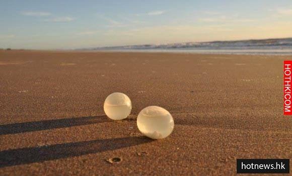 阿根廷海滩遍布诡异外星卵