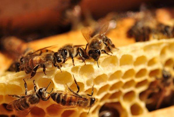 蜜蜂竟然也会感染性病