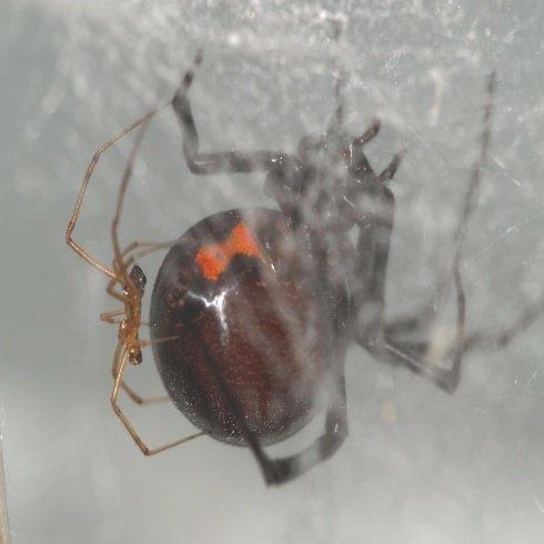 黑寡妇蜘蛛是如何交配的？