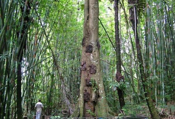 印尼乡村流行“树葬”